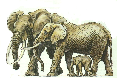 Afrikanischer Elefant