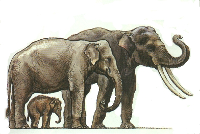 Indischer Elefant